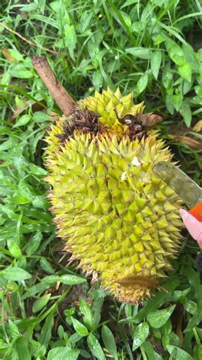 Đi dạo vườn nhặt sầu riêng rụng sau cơn mưa #dailyvlog #fruit #food #durian #thaifood #saurieng