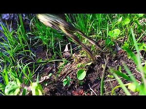 Frogs jumping into water slow motion
