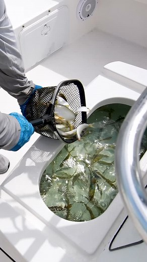 Bait. Power. Skinny water. Snook on tap. The right equation the 188CC thrives in. | EdgeWater Boats