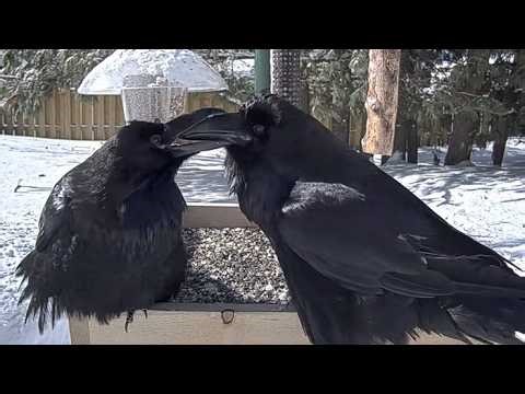 Ravens Stop By To Forage And Court At The Ontario FeederWatch Cam | March 1, 2026