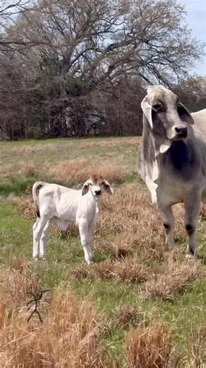 First Polled Koe heifer of the season… and she’s LOADED 🔥 Koe x Aclom (JDH Woodson) Proven maternal power meets functional performance Look at the structure Look at the depth Look at the femininity Teats. Udders. Fertility. Efficiency. Not by accident… by design. The future of polled Brahmans is being built right here. Watch closely… this one matters. Keep The Quality Up. ButlerFarms.us #PolledBrahman #BrahmanGenetics #KeepTheQualityUp #ButlerFarms #MaternalMatters
