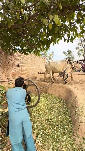 Crazy bull operating chuff cutter machine