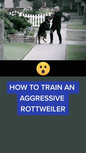 How to Train an Aggressive Territorial Rottweiler - Tips from Cesar Millan