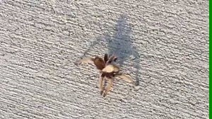 1.2K views · 83 reactions | It's that time of year again- Tarantula migration season! Look at the size of her shadow.. | Organ Pipe Cactus National Monument | Facebook