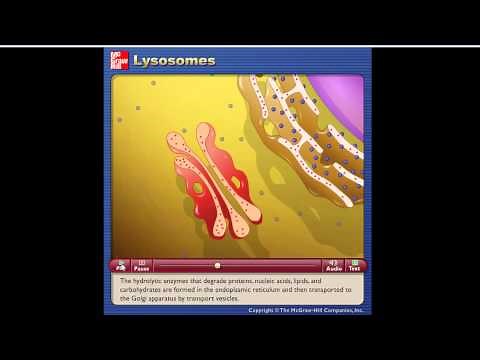 La celula. Organelas: Lisosomas