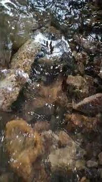 Pure Stream Flowing Over Shiny Pebbles 💧🪨