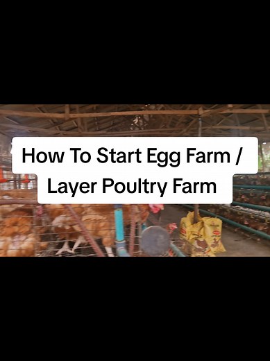 Starting Your Layer Poultry Farm: Key Considerations