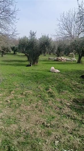 Amazing Border Collies Show Off Their Skills