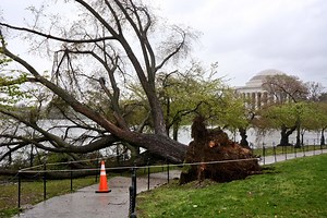 Could your tree topple? Here are the signs to look for - WTOP News