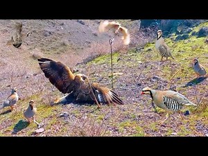 Traditional Bird Snares: Timeless and Effective Methods #World_Adventure_Skill
