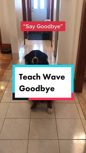 That last wave though #dogtricks #dogtrainingtok | Tricks To Teach Your Dog