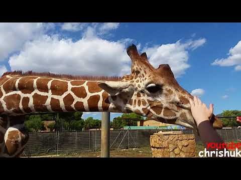 Safari Zoo, Sa Coma Majorca (Mallorca)