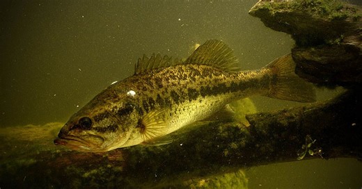 90% of freshwater fish in US carry dangerous human-infecting parasites