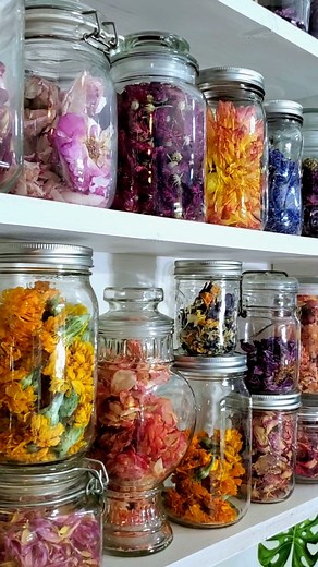 Flowers in December 🌺🌿 This shelf consists mostly of freeze-dried blooms from my garden, either from from this year or the year before, and it never disappoints when I walk by. While freeze-dried flowers are too fragile for most crafts, the preserved color, flavor and texture are perfect for culinary uses and homemade beauty care. Think delicious syrups, floral baked goods, and homemade blush. So cool! If only I could share with you how fragrant each jar is when I open them. Especially the ros