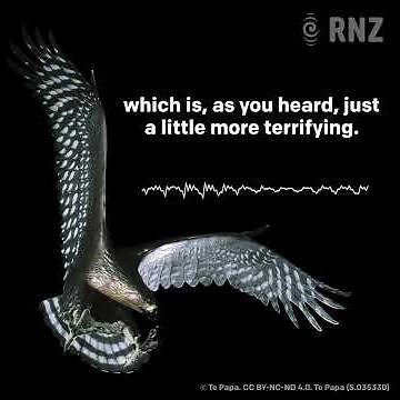 Pouakai - the sound of the Haast's Eagle