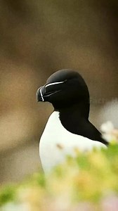 430K views · 10K reactions | Razorbill Bird 勞 #facts #factvideo #factsinhindi #hindifacts #interestingfacts #unknownfacts #animals #Amazing #wildlife #trendingreels #viralpage | Facts Hub | Facebook