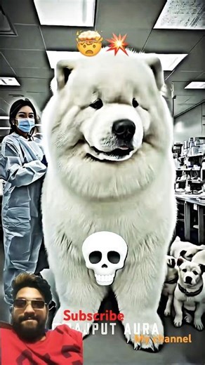 “Day 1 to Big Dog – Amazing Growth Journey! 😍📈”#dog #dogs #doglife #doggrowth #shorts #ytshorts 🤯