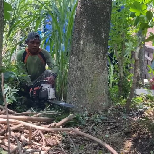The best skill man cutting down tree from botto'm tree stand near hom'e | johnnyringer
