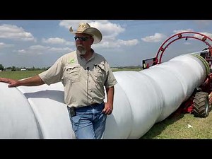Is oats baleage a viable option for feeding cattle in the South US?
