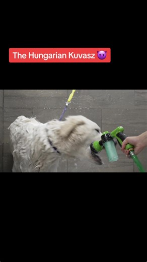 These dogs are not to be messed with 😈 #hungarian #hungariankuvasz #kuvasz #livestockguardian #viral #funnypet #foryoupage #foryou #fy #fyp #doglovers #groomersofinstagram #doggroomer #petgroomer #groomer #dogs #cutedog #fluffydog #bigdog #livestockguardiandogs #dog