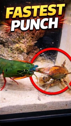 World’s Fastest Punch? Mantis Shrimp Attack!🦐💥
