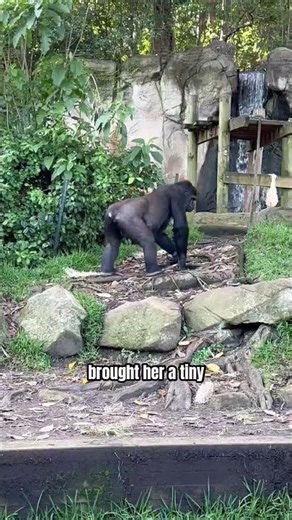 Koko the Gorilla Grieved a Kitten