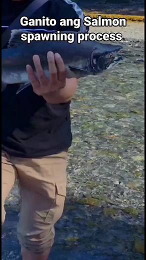 81K views · 930 reactions | Salmon spawning process explained....