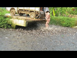 Unbelievable! Million of Big Hybrid Magur Eating Food in Pond- Big Catfish Farming Business in India