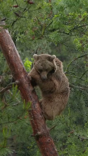 When a Giant Bear Climbs for Food | Subscribe to @UltimateNatureDocs | #Shorts