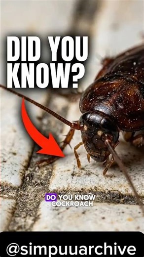 This video will change the way you see Cockroaches Forever😱 #cockroach #extremeanimals