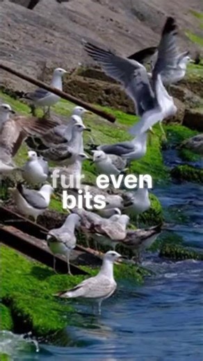 Birds Nesting Secrets Revealed