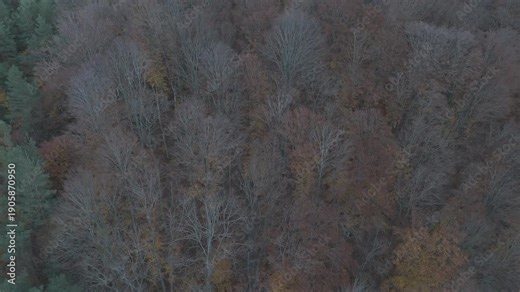 Ungraded flat log long take aerial texture of late autumn woods with bare canopy and vibrant floor