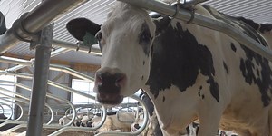 UMaine unveils 3rd robotic milking barn in Maine
