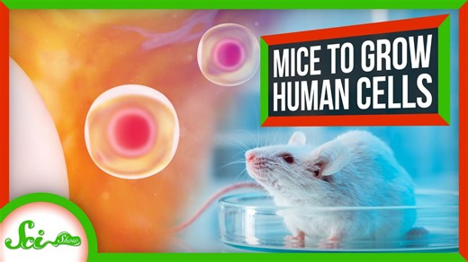 Why Scientists Are Using Mice to Make Human Cells