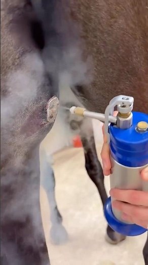 Why Vets Freeze Horse Tumors #goodtoknow #vet #medicine #funny #lifehacks #educational #learn #hacks