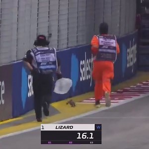 862K views · 10K reactions | A lizard was on the loose in Singapore  (via F1) | ESPN F1 | Facebook