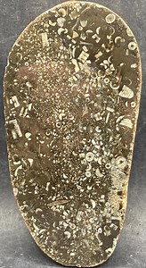Devonian Packstone Fossil: Polished Specimen Filled With Crinoids and More - Etsy