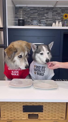 Dogs Trying Chickpeas - Hilarious Taste Test!