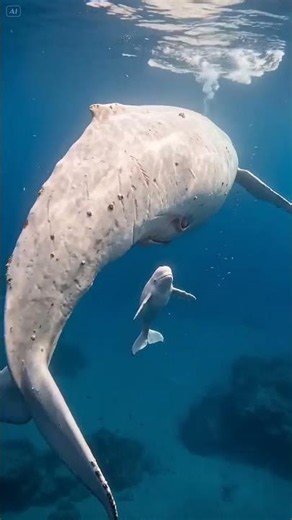 🐋 Close-Up of a Newborn Albino White Whale Calf — One of Nature’s Rarest Sights 🌊