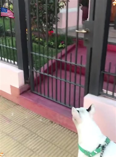 Dog’s awkward moments #dog #funnydog #dogs #funnyvideos #fyp | dog