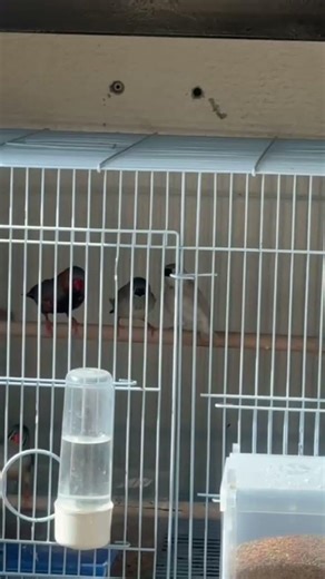 Jumbo finch breeding setup