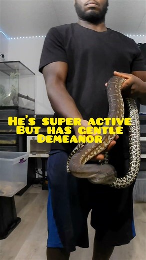 Debo the Carpet Python 🐍🔥 #exoticpets #snake #reptiles #reptilecommunity #python