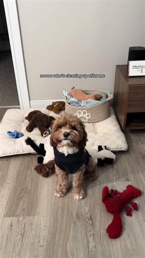 Dog Owners Share Cleanup Tips for Cavapoos