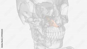 The vomer is one of the unpaired facial bones of the skull. Stock Video