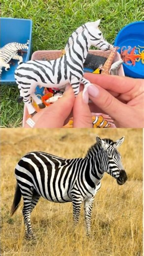 Sorting Fun Game with TOYS - Learn Wild & Sea Animals for Children #nationalgeographic