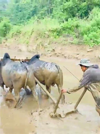 आयो है मेरो धादिङ डनको जोताइ कुदाइलाई मान्नैपर्छ साथीहरू ।