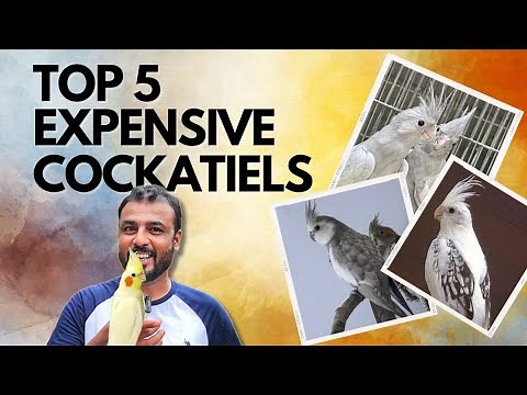 TOP 5 Expensive Cockatiels | A Complete Guide to Cockatiels | Shaikh Tanveer
