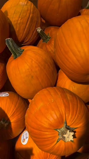 Your PSL just got an upgrade. 🎃 Forget the coffee shop line and the sugar crash that comes with it. Warrior Blend Pumpkin Spice gives you that cozy fall flavor you're craving with real nutrition to actually fuel your day.✨ What makes it different: -16g organic plant protein (pea, hemp, goji) -BCAAs for muscle support & recovery -MCT oil for clean, lasting energy -Only 80 calories per scoop -Zero artificial flavors, dairy, or soy -Limited time seasonal flavor ⭐⭐⭐⭐⭐ "This year I stocked up, and w