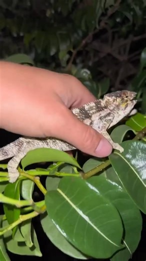 2.2K views · 34 reactions | Don’t wake up the swamp puppies in the Everglades! #alligator#everglades#crocodile#Reptile#snake#frog#spider#lizard#chamaeleon#wildlife#conservation#ecosystem#professional#wilderness#nature#swamp | Garrett Galvin | Facebook