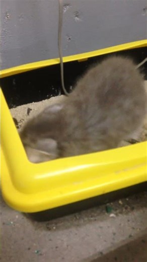 2015/05/22 哥哥學用貓砂弟弟來觀摩 #cat #catlovers #catshorts #catlovers cats #貓 #貓咪日常 #貓咪 #貓奴日常